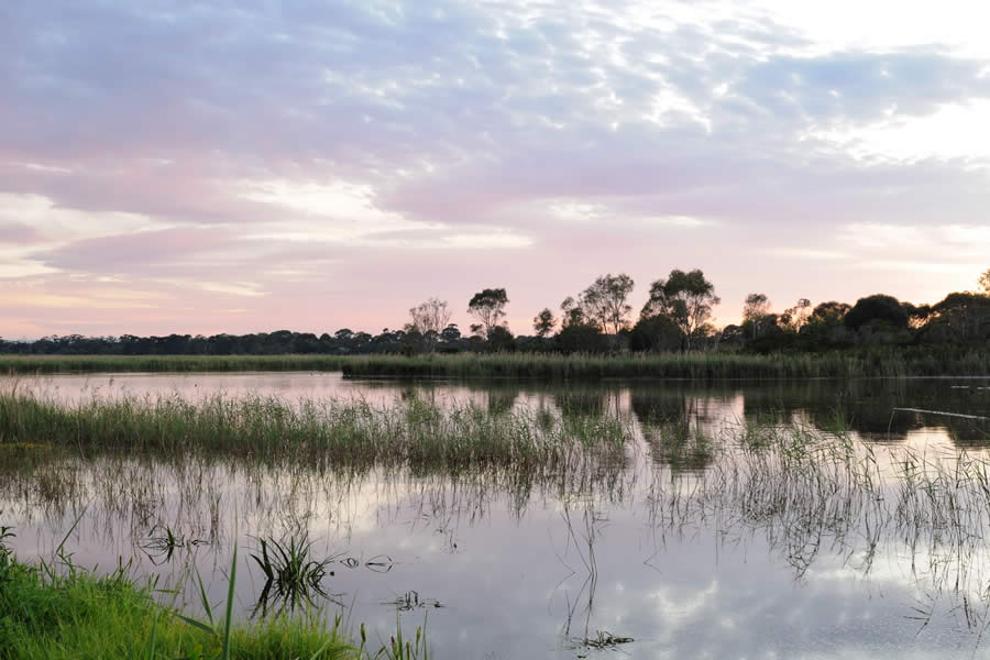 carrum_downs_01